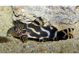 SYNODONTIS ORNATIPINNIS 4