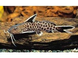 SYNODONTIS SP. PETRICOLA 3-4