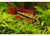 APISTOGRAMMA CACATUOIDES DOUBLE RED male L