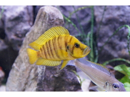 ALTOLAMPROLOGUS COMPRESSICEPS GOLD 3-4