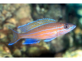 PARACYPRICHROMIS NIGRIPINNIS BLUE NEON 6-8