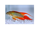 APISTOGRAMMA AGASSIZII RED DORSAL 3-4 5