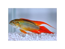 APISTOGRAMMA AGASSIZII RED DORSAL 3-4 5