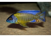 AULONOCARA JACOBFREIBERGI BLUE NEON 4-5