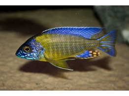 AULONOCARA JACOBFREIBERGI BLUE NEON 4-5