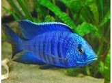 COPADICHROMIS SP. BLUE NEON 4-5