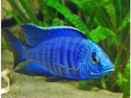 COPADICHROMIS SP. BLUE NEON 4-5