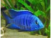 COPADICHROMIS SP. BLUE NEON 3