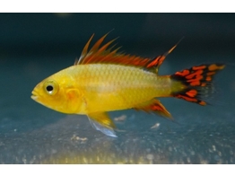 APISTOGRAMMA AGASSIZII GOLD RED 3-4