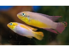 PELVICACHROMIS TAENIATUS KIENKE XL