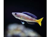 CYPRICHROMIS LEPTOSOMA NPULUNGU 3