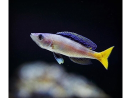 CYPRICHROMIS LEPTOSOMA NPULUNGU 3