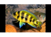 LAMPROLOGUS SEXFASCIATUS GOLD 4-5