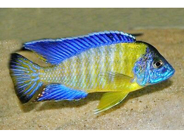 AULONOCARA JACOBFREIBERGI BLUE NEON 5-6