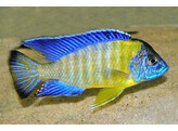 AULONOCARA JACOBFREIBERGI BLUE NEON 5-6