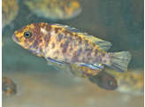 PSEUDOTROPHEUS ZEBRA OB 3