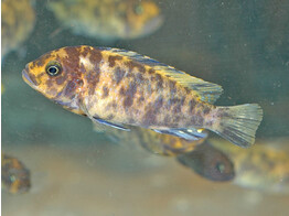 PSEUDOTROPHEUS ZEBRA OB 3