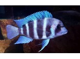 CYPHOTILAPIA FRONTOSA SAMBIA BLUE 3-4