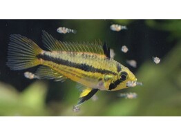 APISTOGRAMMA CACATUOIDES FEMALE 3