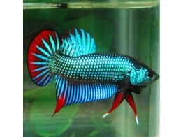 BETTA IMBELLIS XL