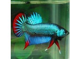 BETTA IMBELLIS XL