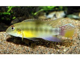 PELVICACHROMIS PULCHER YELLOW 4-5