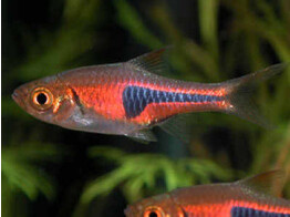 RASBORA/TRIGONOSTIGMA HETEROMORPHA RED 2 5