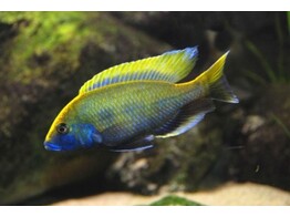 NIMBOCHROMIS VENUSTUS 7-9