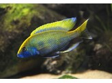 NIMBOCHROMIS VENUSTUS 7-9