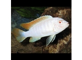 PSEUDOTROPHEUS ZEBRA ALBINO 7-8