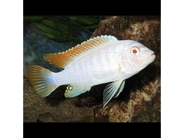 PSEUDOTROPHEUS ZEBRA ALBINO 7-8