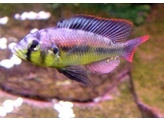 ASTATOTILAPIA AENEOCOLOR /H.Yellow Belly/