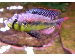 ASTATOTILAPIA AENEOCOLOR /H.Yellow Belly/