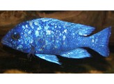 PLACIDOCHROMIS PHENOCHILUS LUPINGU 8