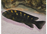 PSEUDOTROPHEUS CRABRO XL