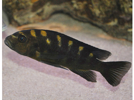 PSEUDOTROPHEUS CRABRO XL