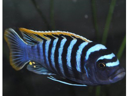 CYNOTILAPIA AFRA RED DORSAL 5-6