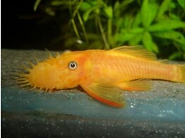 ANCISTRUS LEMON/ORANGE L 144  black eye  3-3 5