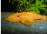 ANCISTRUS LEMON/ORANGE L 144  black eye  2 5-2 8