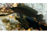 LAMPROLOGUS BRICHARDI  BLACK  3 5-4