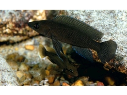 LAMPROLOGUS BRICHARDI  BLACK  3 5-4