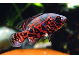 ASTRONOTUS OCELLATUS RED TIGER 4-5