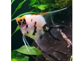 PTEROPHYLLUM SCALARE KOI L