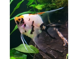 PTEROPHYLLUM SCALARE KOI L