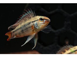 APISTOGRAMMA VIEJITA RIO-META 3-4