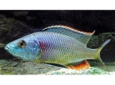 DIMIDIOCHROMIS STRIGATUS 4-5