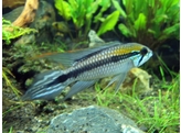 APISTOGRAMMA AGASSIZII BLACK-LINE RIO NEGRO 3-4