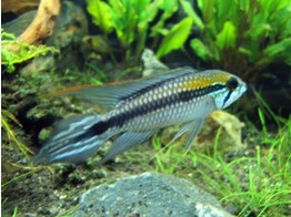 APISTOGRAMMA AGASSIZII BLACK-LINE RIO NEGRO 3-4