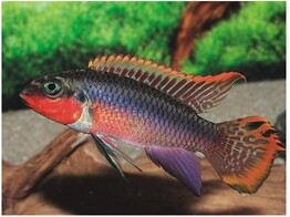 PELVICACHROMIS TAENIATUS NIGERIA RED L