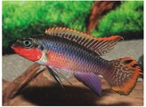 PELVICACHROMIS TAENIATUS NIGERIA RED L